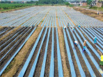 Penggunaan plastik mulsa untuk pertanian 25072025 um 1.jpg