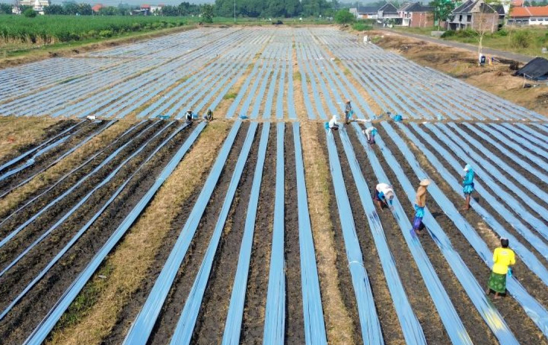 Penggunaan plastik mulsa untuk pertanian 25072025 um 1.jpg