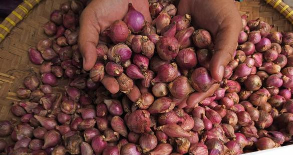 Harga bawang merah naik 1 169.jpeg