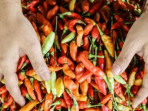 Harga cabai makin pedas di palangka raya tembus rp 100 ribukg 2 169.jpeg