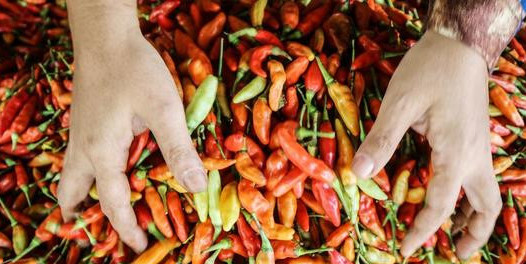 Harga cabai makin pedas di palangka raya tembus rp 100 ribukg 2 169.jpeg