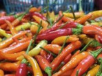 Harga cabai rawit naik di pasar sidoarjo 1743313766014 169.jpeg