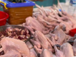 Kenali perbedaan ayam negeri ayam jantan hingga ayam kampung 1740736799366 169.jpeg