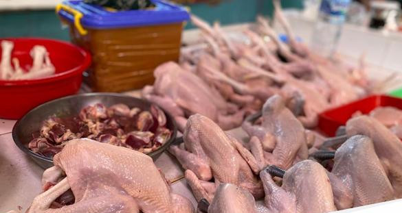 Kenali perbedaan ayam negeri ayam jantan hingga ayam kampung 1740736799366 169.jpeg