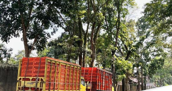 Truk pengangkut ayam terjebak di jalur gumitir 1753341635714 169.jpeg