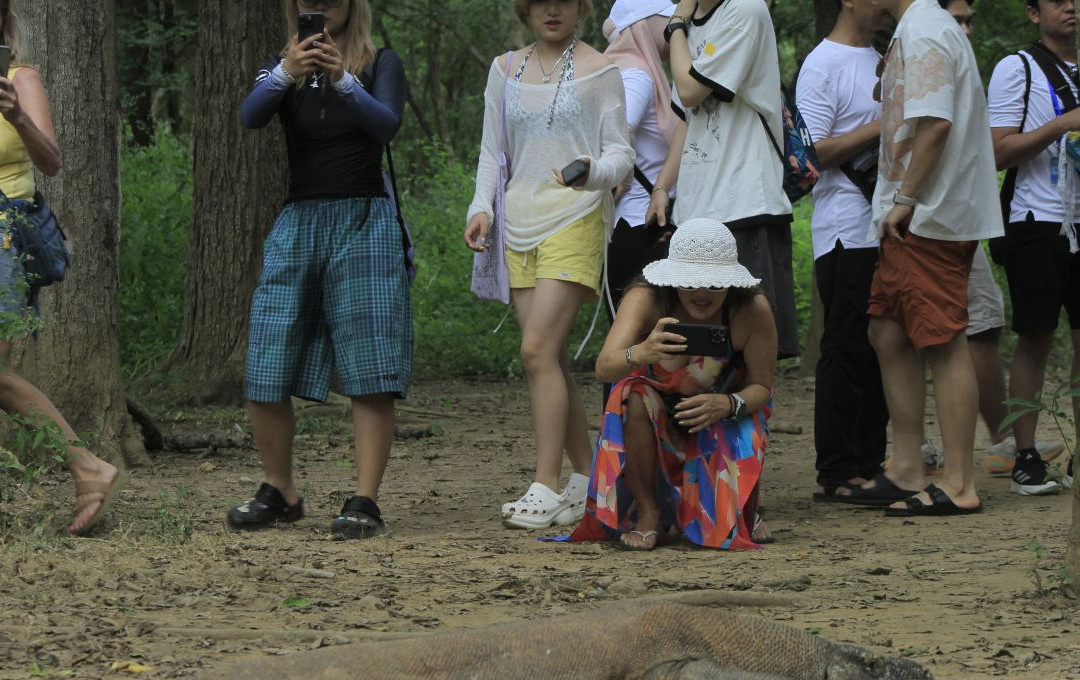 Jumlah komodo di pulau komodo 230525 kh 6jpg.jpg