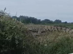 Buaya di sidoarjo 1754031904652 169.jpeg