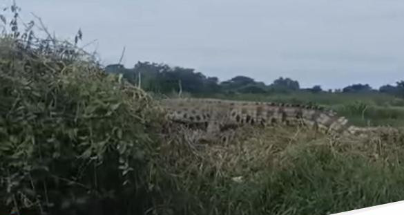 Buaya di sidoarjo 1754031904652 169.jpeg