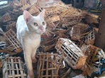Heboh temuan puluhan kepala kucing di pasar sepanjang sidoarjo 1754389986674 169.jpeg