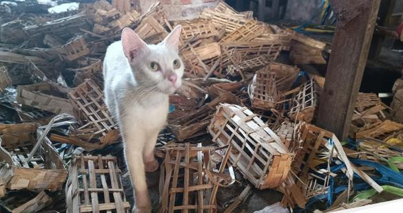 Heboh temuan puluhan kepala kucing di pasar sepanjang sidoarjo 1754389986674 169.jpeg