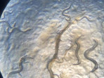 Temuan spesies baru cacing nematoda oleh tim peneliti universitas brawijaya malang 1754561547972 169.jpeg