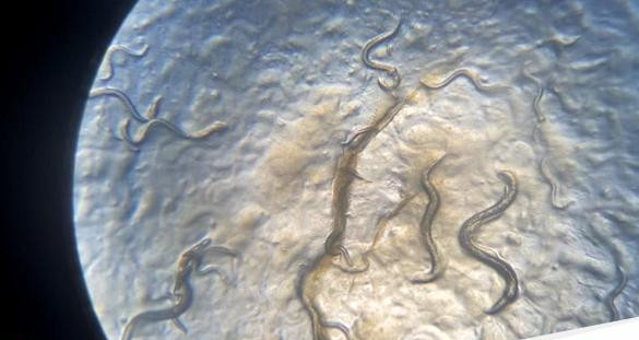 Temuan spesies baru cacing nematoda oleh tim peneliti universitas brawijaya malang 1754561547972 169.jpeg