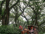 Wisata hutan de jawatan banyuwangi 169.jpeg