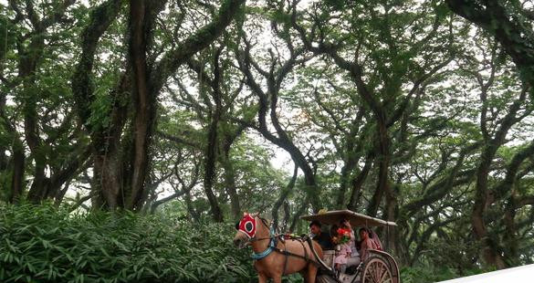 Wisata hutan de jawatan banyuwangi 169.jpeg