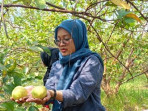 Wisata petik jambu kebaron sidoarjo 1755165612647 169.jpeg