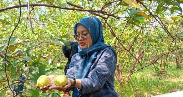 Wisata petik jambu kebaron sidoarjo 1755165612647 169.jpeg